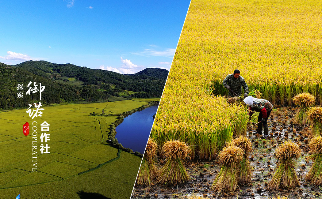 五常御诺水稻种植专业合作社